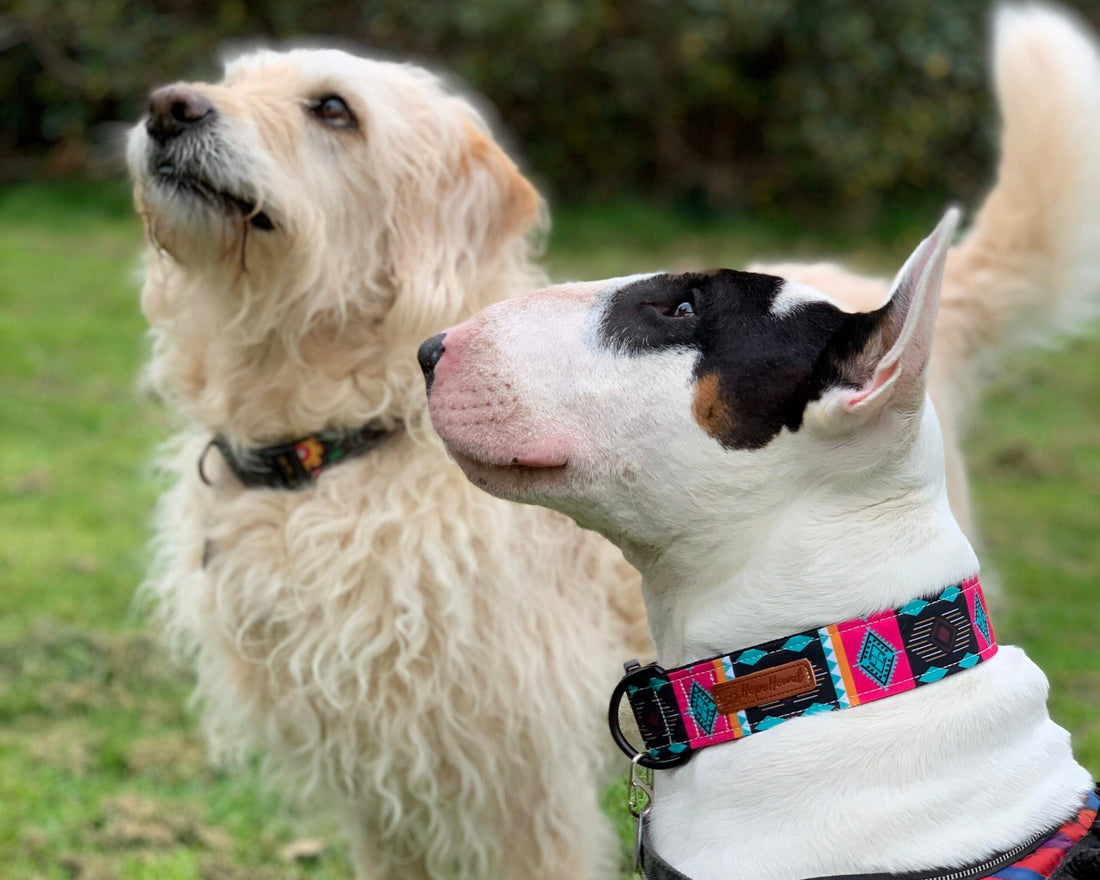 Hope hound Dog collars