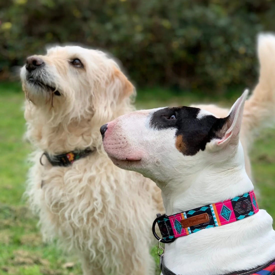 Hope hound Dog collars