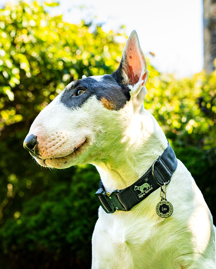 Buckle Collars