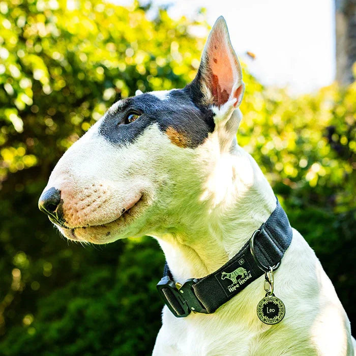 Buckle Collars