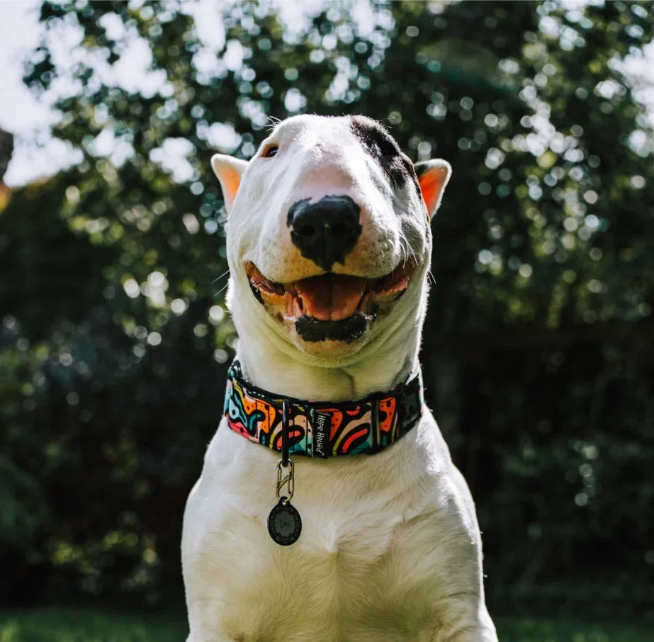 Martingale Collars