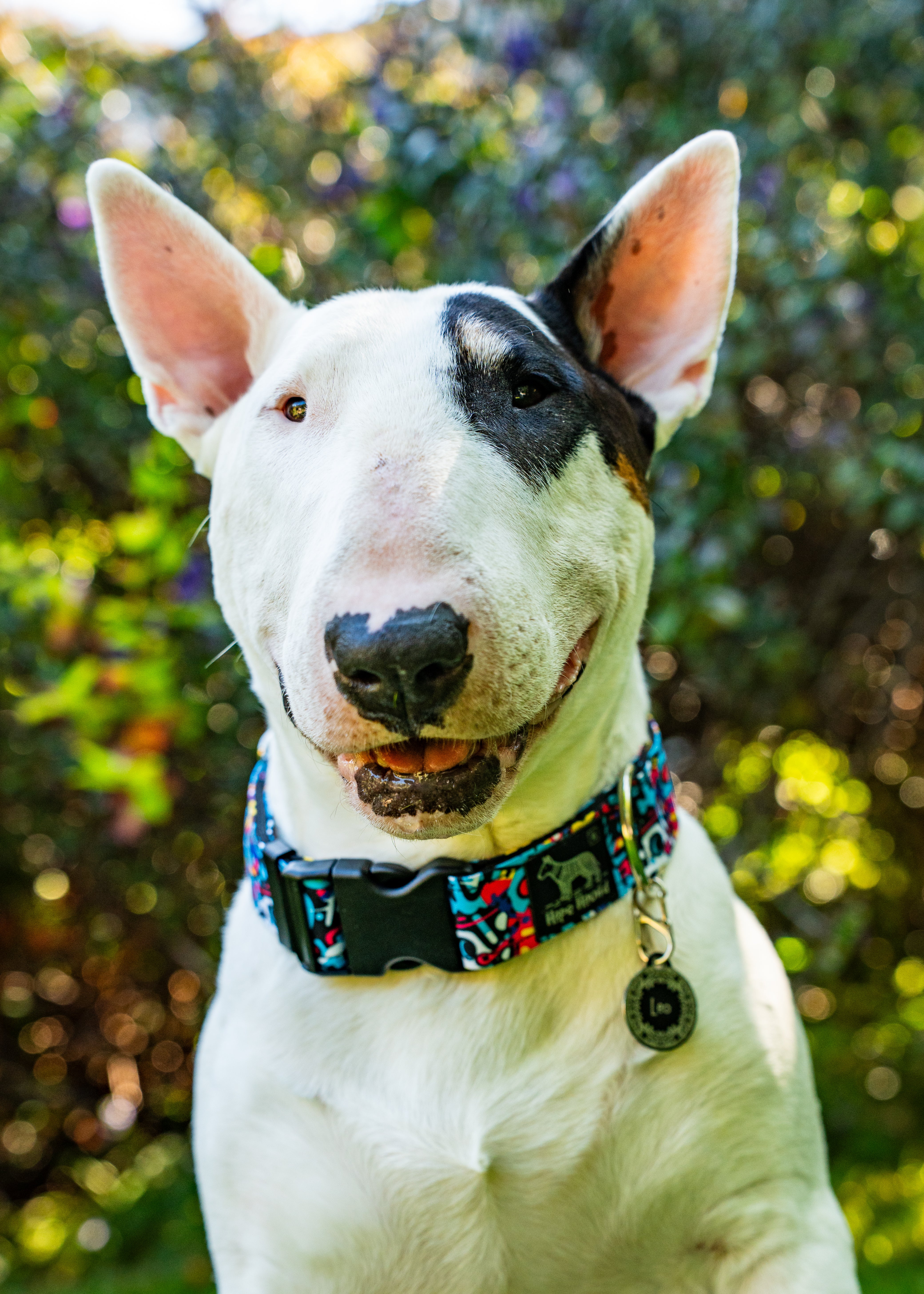 Street Life - Buckle Collar