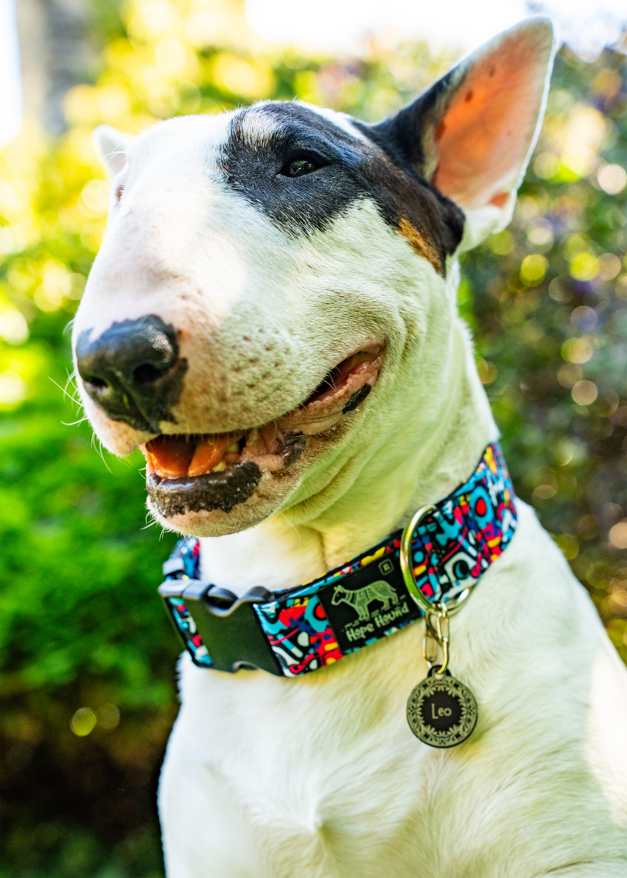 Street Life - Buckle Collar