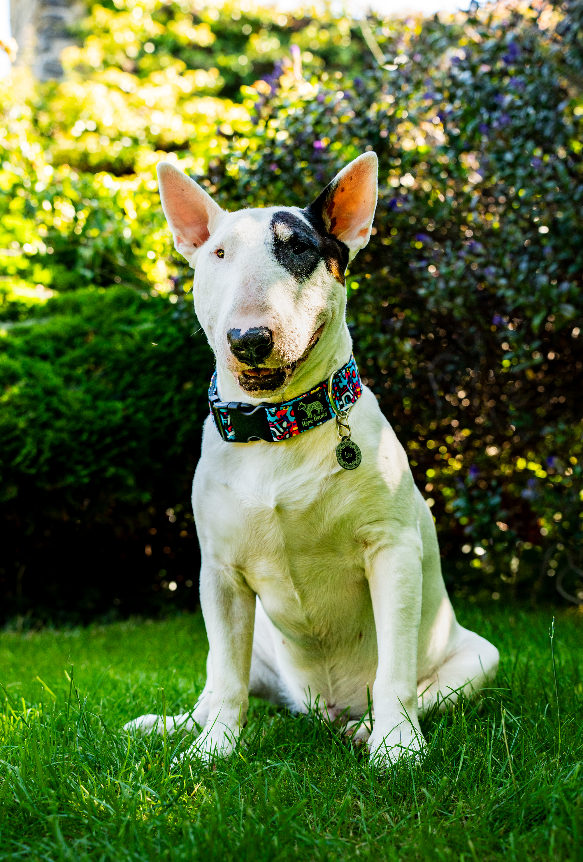 Street Life - Buckle Collar