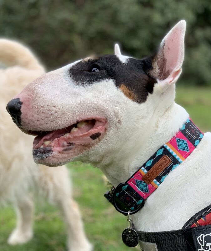 Hope Hound
