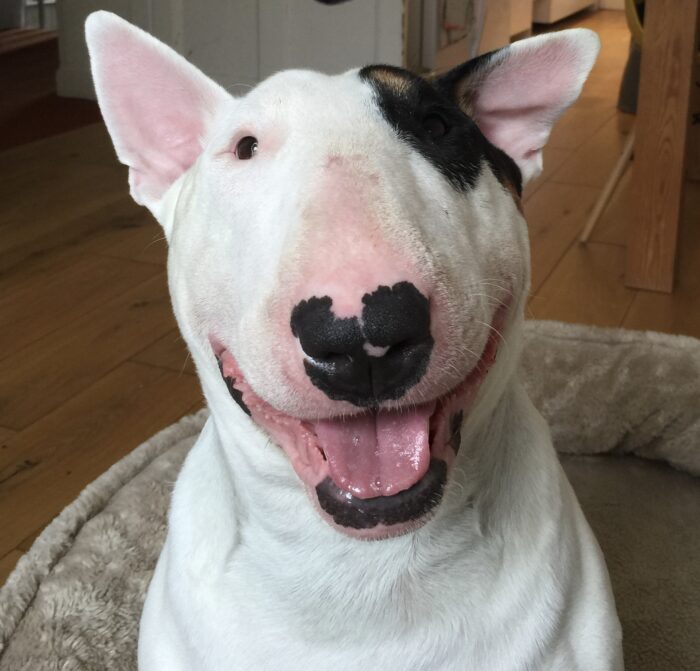 Hope Hound