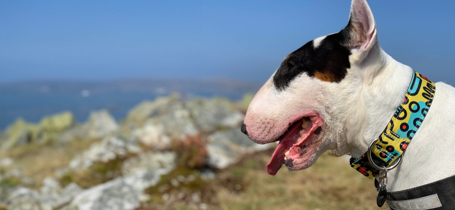 Hope Hound