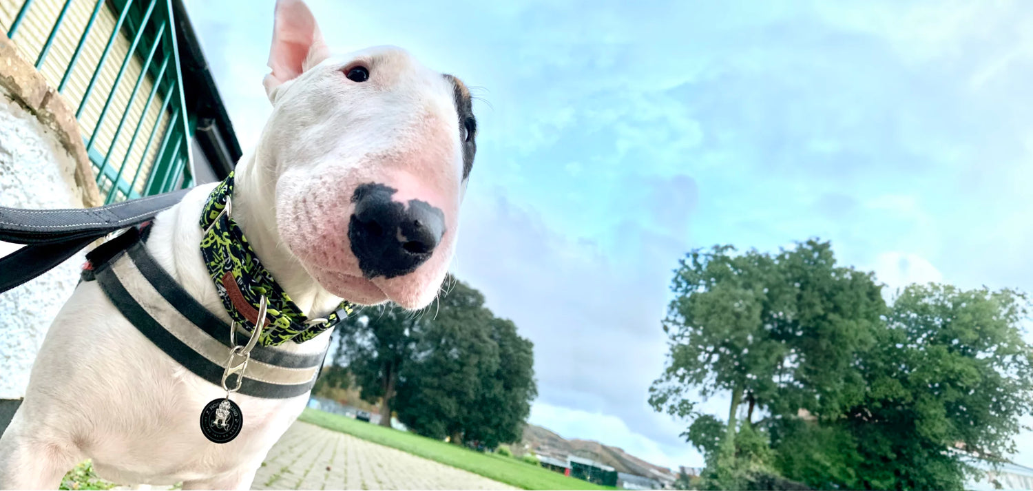 Hope Hound