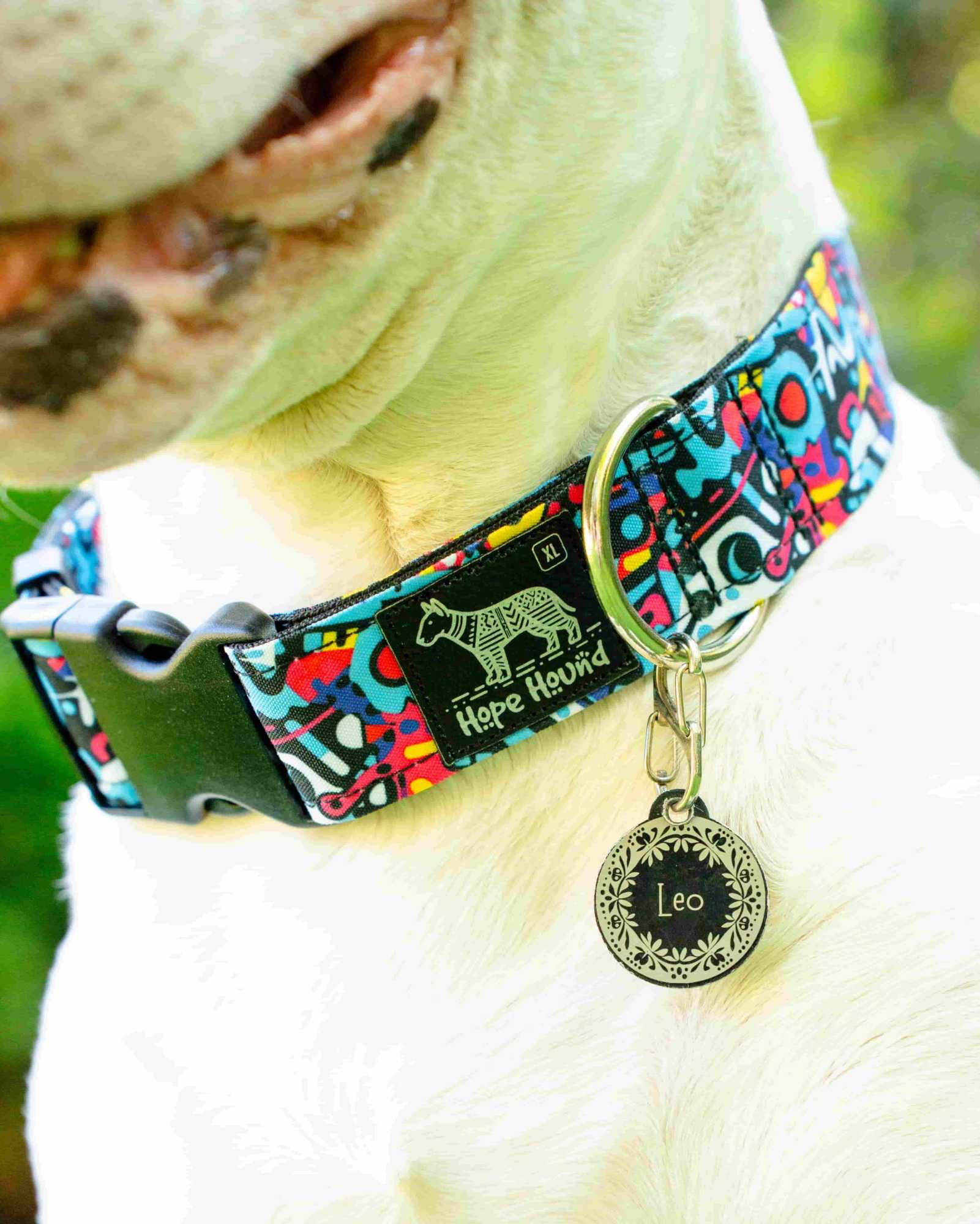 Bull Terrier dog  wearing a colorful Hope Hound collar