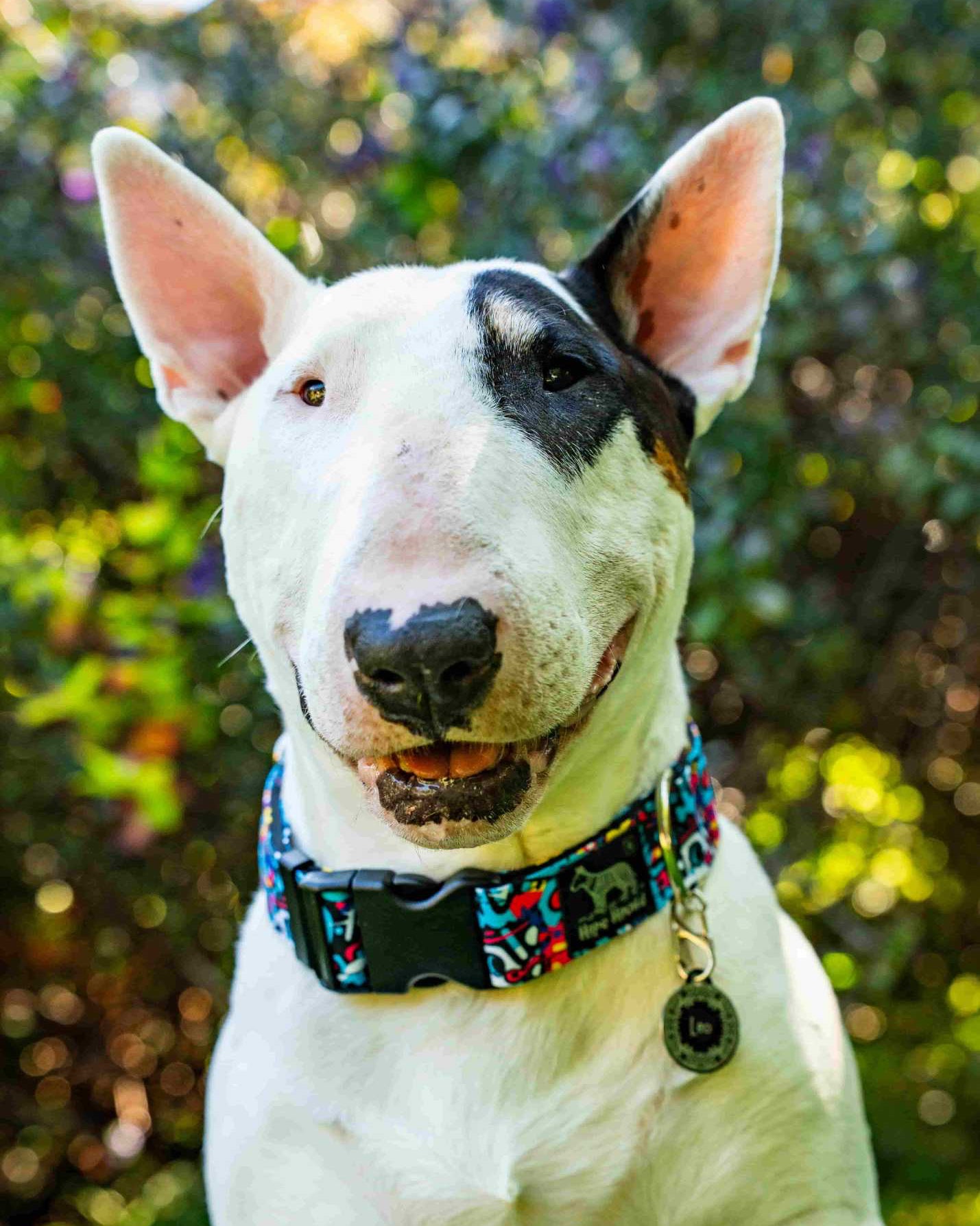 Bull Terrier dog with a colorful collar standing outdoors with greenery in the background