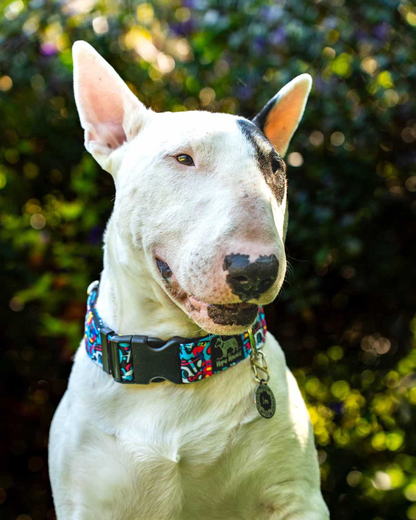 Bull Terrier dog with a colorful Hope Hound buckle collar sitting outdoors with greenery in the background