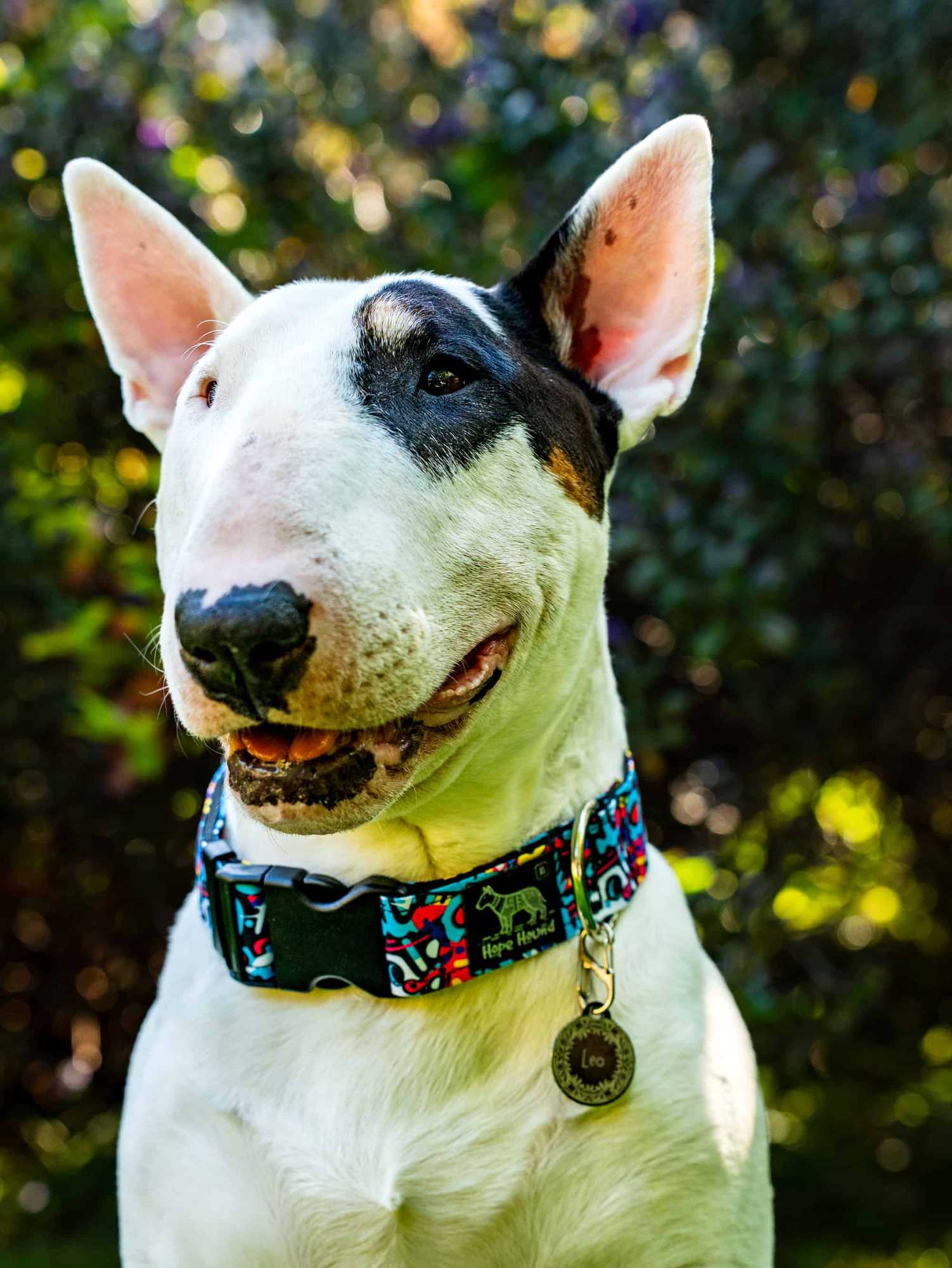 Street Life - Buckle Collar