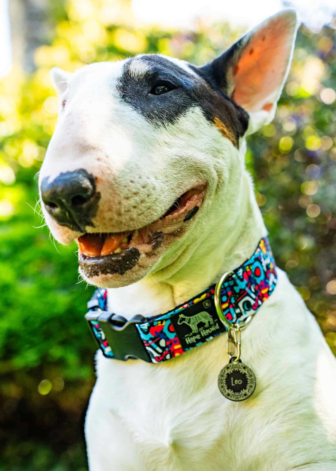 Street Life - Buckle Collar