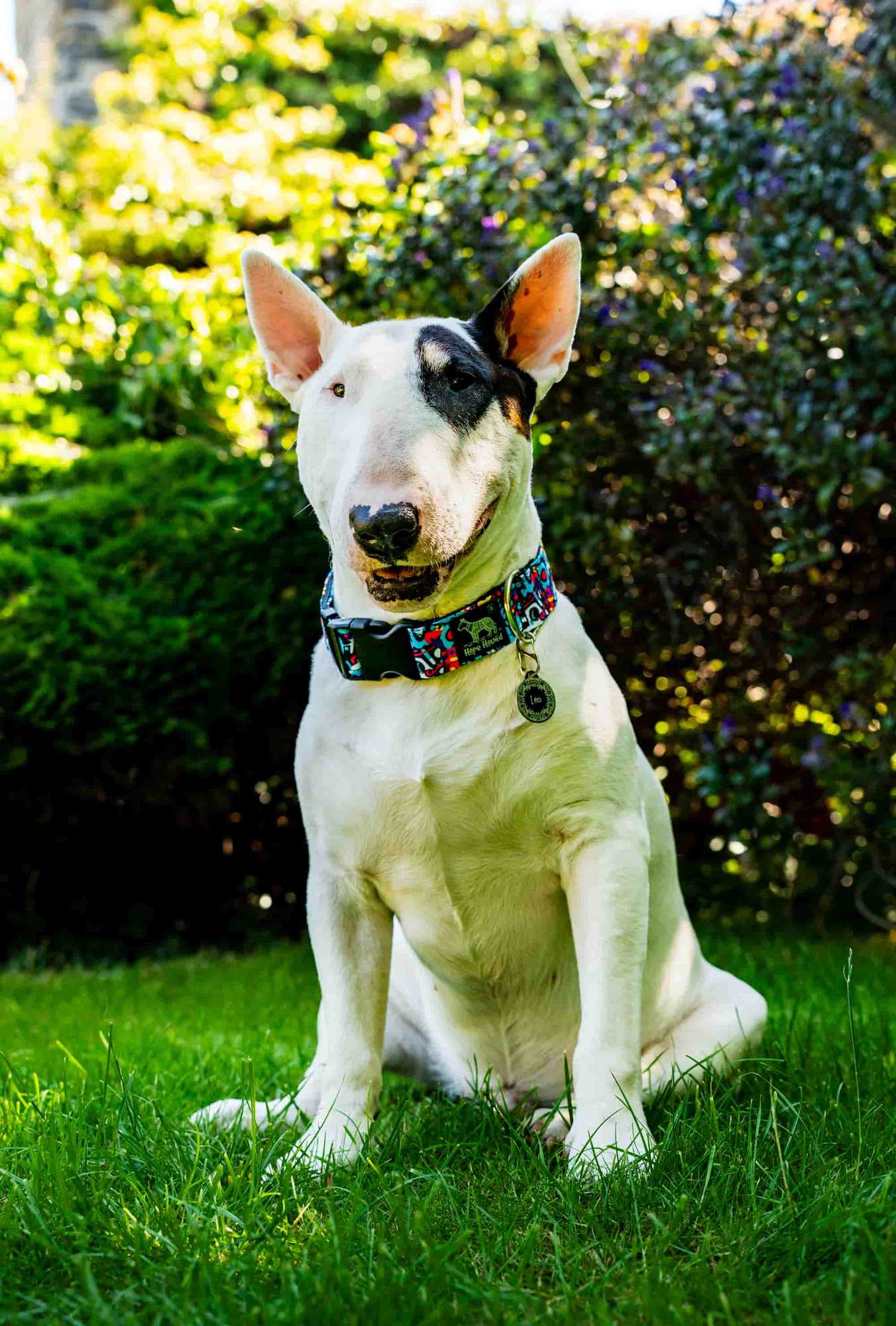 Street Life - Buckle Collar