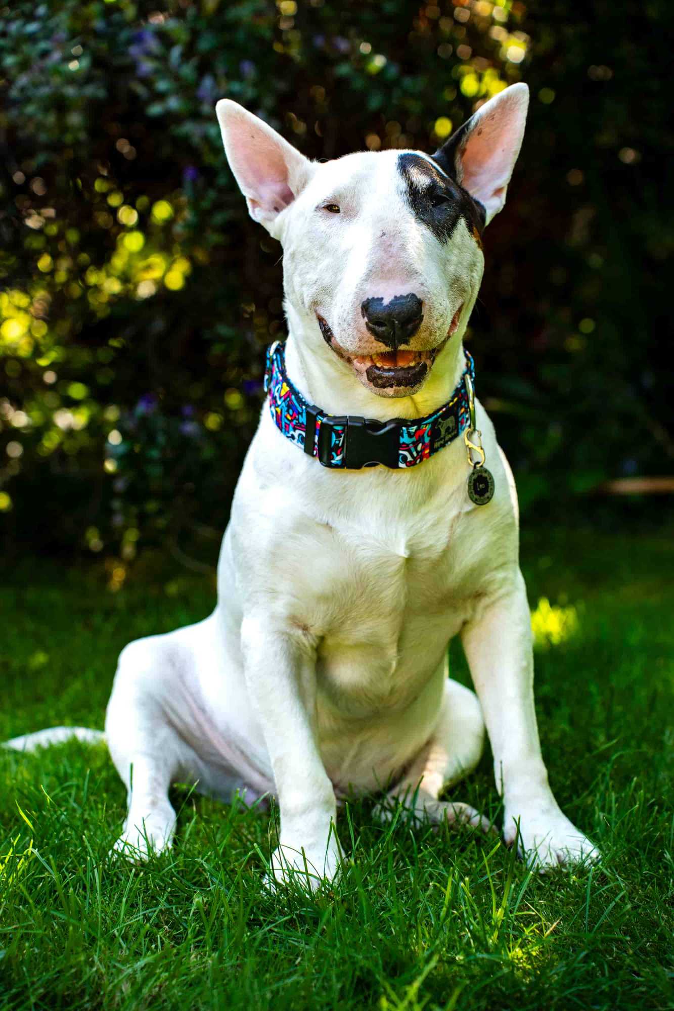 Street Life - Buckle Collar